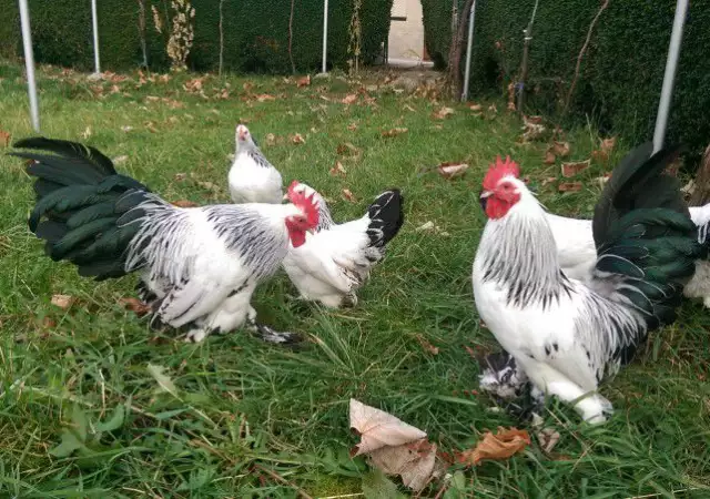 3. Снимка на Продавам пилета и яйца от породата Холандска гащата кокошка
