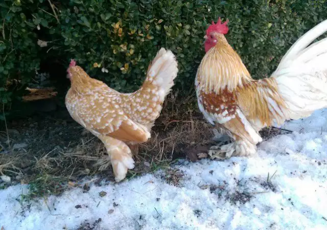 4. Снимка на Продавам пилета и яйца от породата Холандска гащата кокошка