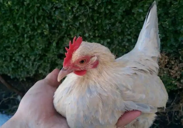 5. Снимка на Продавам пилета и яйца от породата Холандска гащата кокошка
