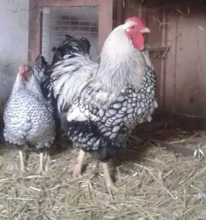 1. Снимка на Продавам пилета и яйца на кокошки от Орпингтон и Брами