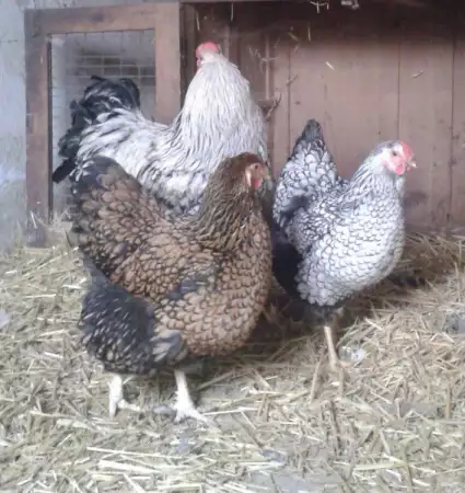 2. Снимка на Продавам пилета и яйца на кокошки от Орпингтон и Брами