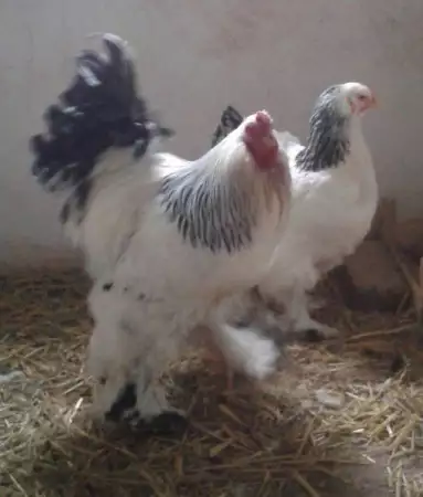3. Снимка на Продавам пилета и яйца на кокошки от Орпингтон и Брами