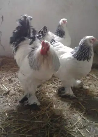 4. Снимка на Продавам пилета и яйца на кокошки от Орпингтон и Брами