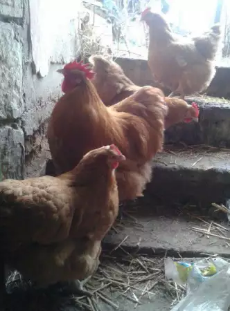5. Снимка на Продавам пилета и яйца на кокошки от Орпингтон и Брами