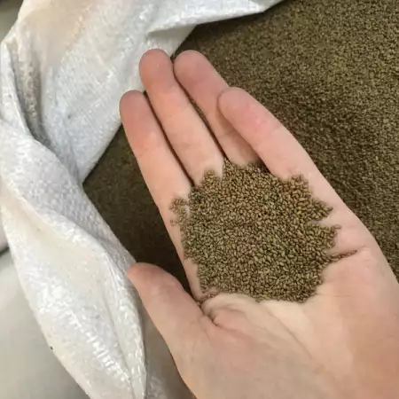 1. Снимка на Люцерново семе семена люцерна 2017г реколта