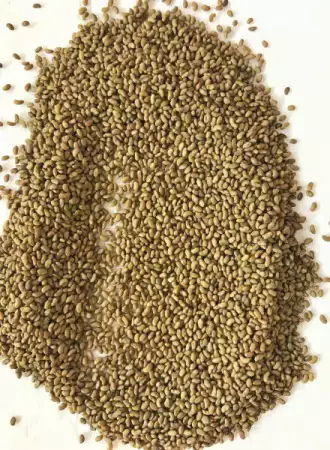 Люцерново семе семена люцерна 2017г реколта