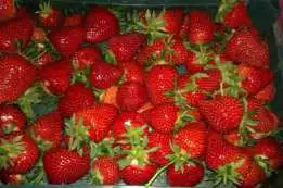 1. Снимка на Продавам расат ягоди от истински производител