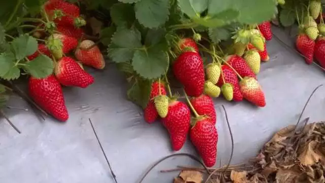 Продавам расат ягоди от истински производител