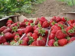 Продавам расат ягоди от истински производител