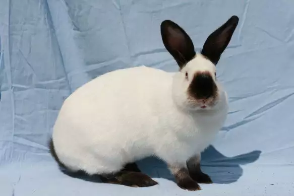 1. Снимка на продавам зайци - калифорнийски, новозелански
