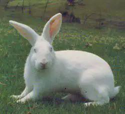 2. Снимка на продавам зайци - калифорнийски, новозелански