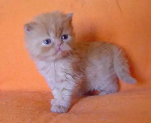3. Снимка на Персийски котенца.
