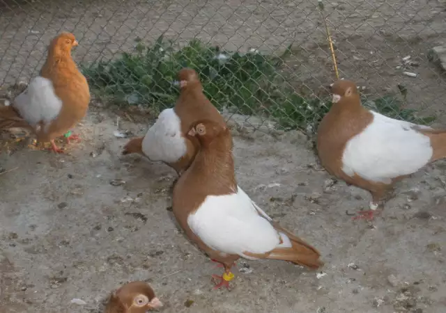 1. Снимка на гълъби бирмани и сатинети