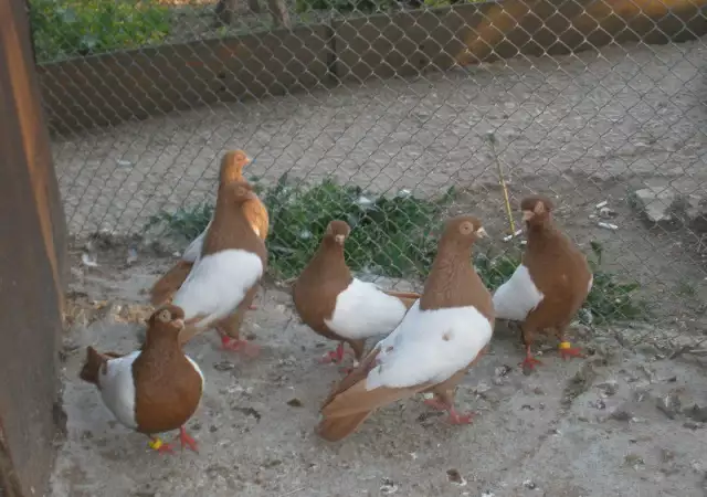 2. Снимка на гълъби бирмани и сатинети