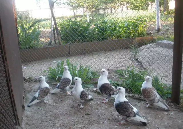 9. Снимка на гълъби бирмани и сатинети