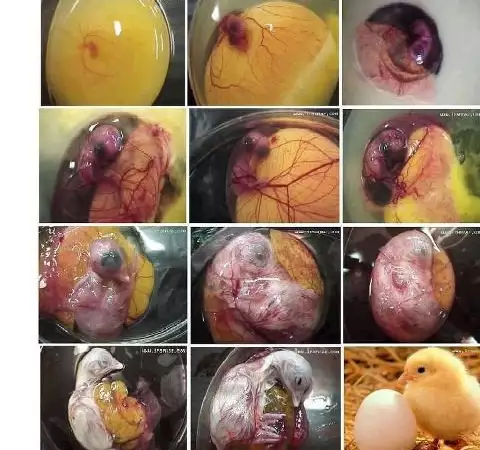 10. Снимка на Автоматични Дигитални инкубатори за Птичи яйца