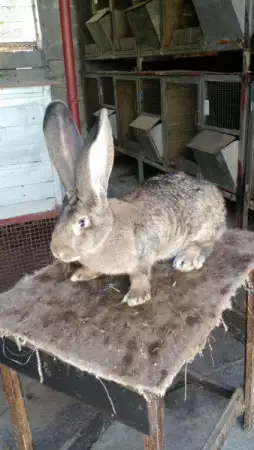 1. Снимка на Елитни зайци от порода белгийски великан.
