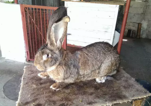 3. Снимка на Елитни зайци от порода белгийски великан.
