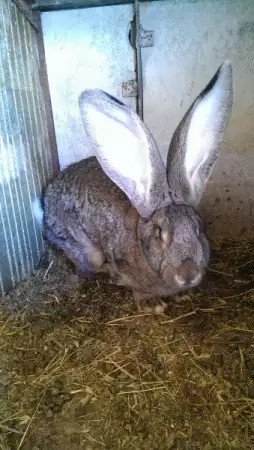 5. Снимка на Елитни зайци от порода белгийски великан.