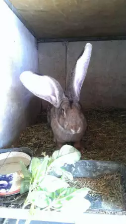 6. Снимка на Елитни зайци от порода белгийски великан.
