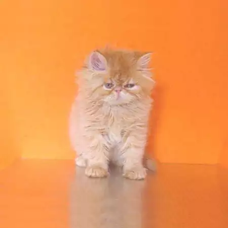 1. Снимка на Персийски котета - екстемали.