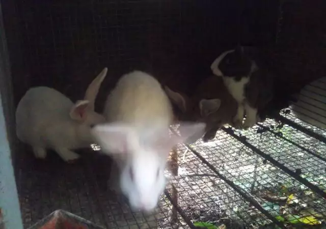 6. Снимка на Продавам зайци