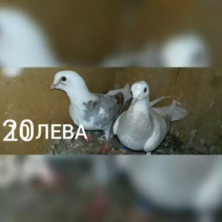 2. Снимка на Продавам Гълъби