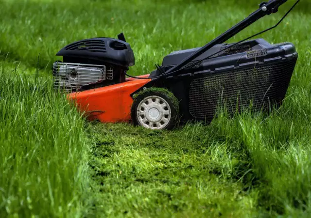 1. Снимка на Косене на трева и почистване от храсти, тръни, бурени. Рязане
