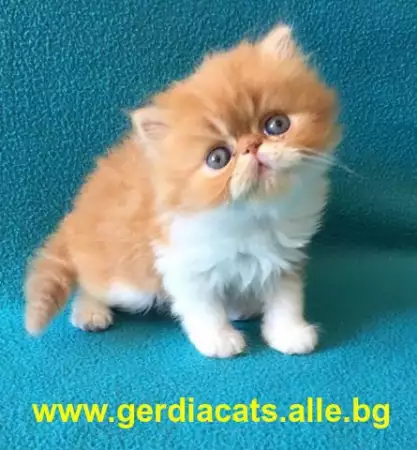 1. Снимка на Продавам елитно персийско коте