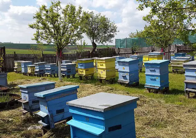 1. Снимка на Продавам 30 пчелни семейства