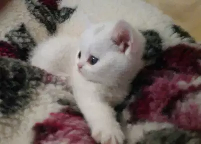 Чистокръвни бели британски късокосмести котета