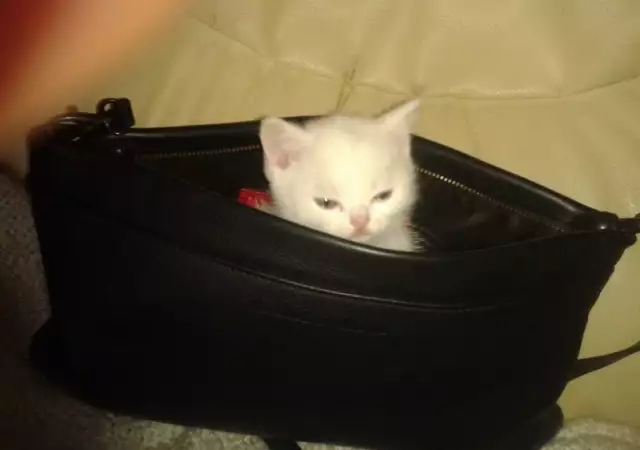 3. Снимка на Чистокръвни бели британски късокосмести котета