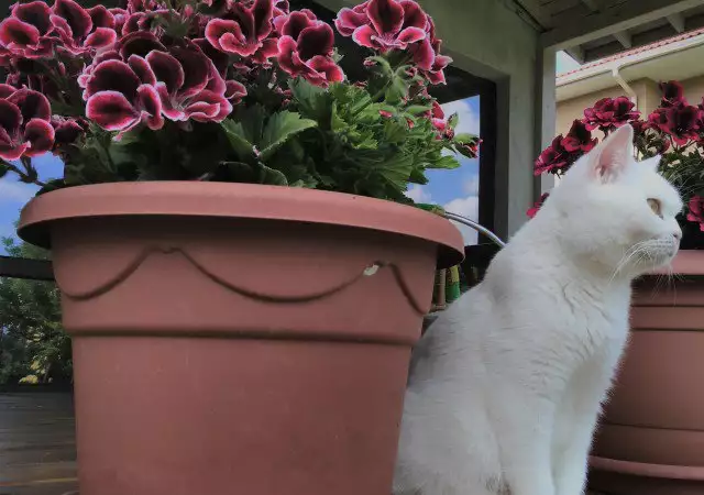 4. Снимка на Чистокръвни бели британски късокосмести котета