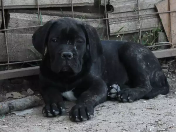 Кане Корсо кученца с родословие от лицензиран развъдник