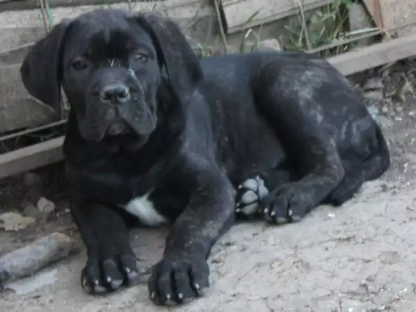 Кане Корсо кученца с родословие от лицензиран развъдник