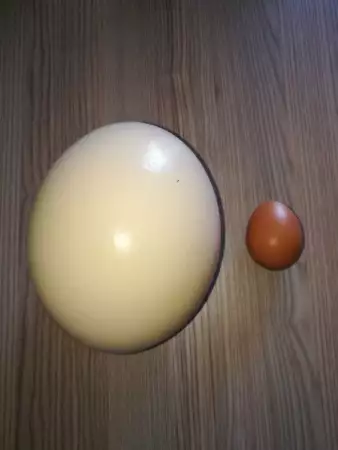 1. Снимка на щраусови яйца