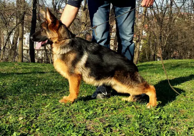 2. Снимка на Развъдник за Немски овчарски кучета VON DARON