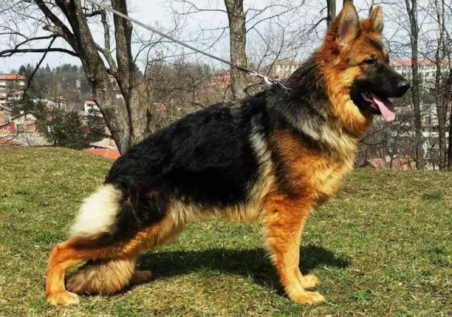 8. Снимка на Развъдник за Немски овчарски кучета VON DARON