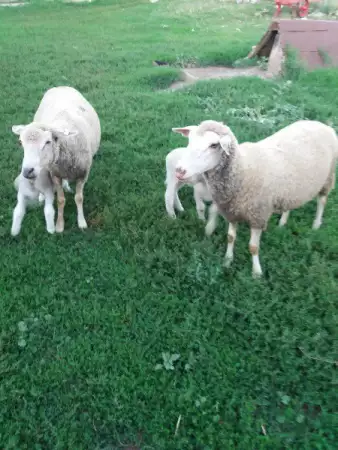 1. Снимка на Prodavam ovce