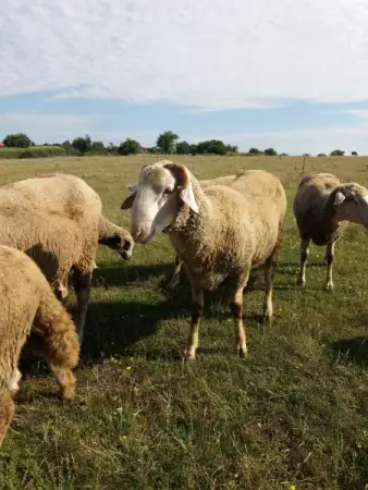 5. Снимка на Prodavam ovce