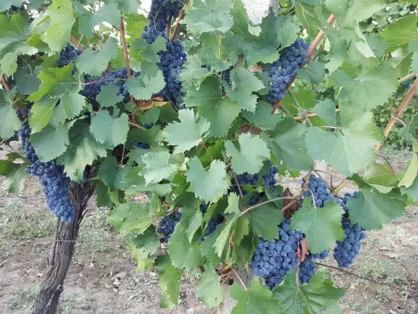 1. Снимка на Продавам червено винено грозде сорт Гъмза и Сторгозия