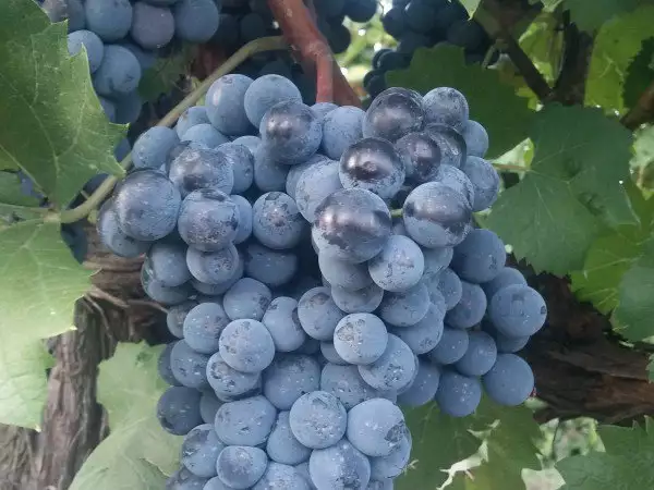 2. Снимка на Продавам червено винено грозде сорт Гъмза и Сторгозия