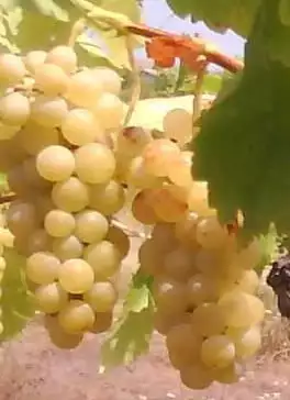 1. Снимка на Продавам грозде от сорта Мускат отонел