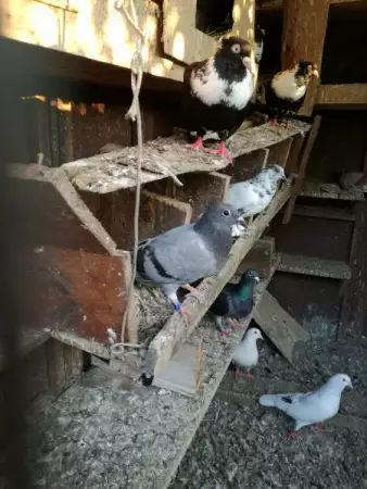 продавам гълъби