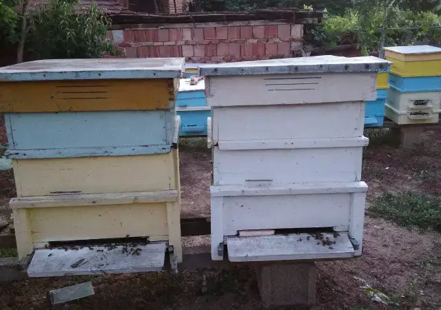 2. Снимка на Пчелни семейства