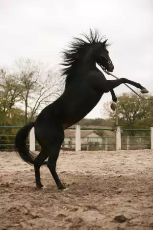 1. Снимка на Обучение по конна езда