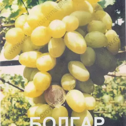 1. Снимка на Продавам грозде Бoлгар