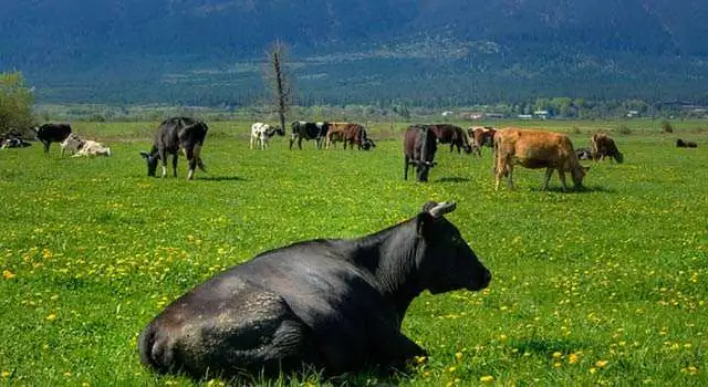 1. Снимка на Продажба на крави