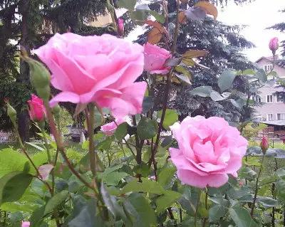 1. Снимка на Маслодайна роза, лавандула, безсмъртниче - разсад.