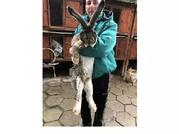 8. Снимка на Продавам зайци белгийски великан